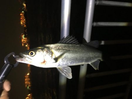 今年初シーバス！