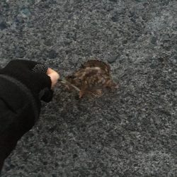 超ライトゲーム