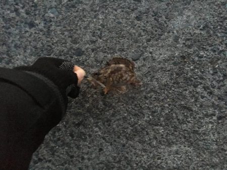 超ライトゲーム