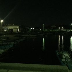 プラッキングの時期？