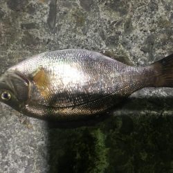 漁港ライトゲーム