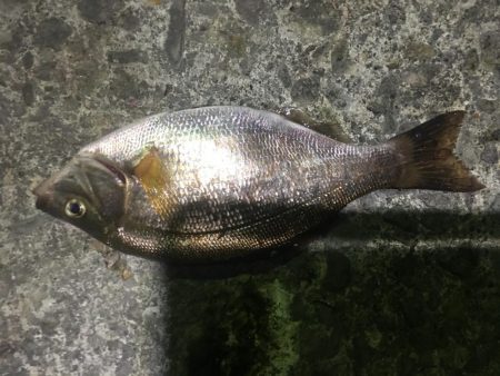 漁港ライトゲーム