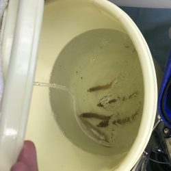 シロギス良好！