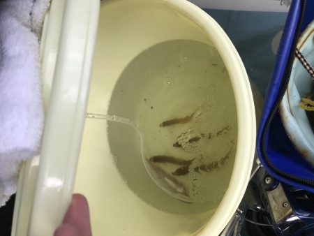 シロギス良好！