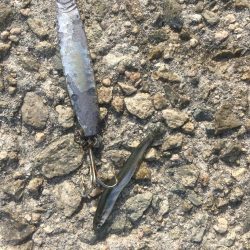 4日の日は飯なしでもいいっすよ？