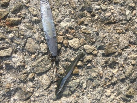 4日の日は飯なしでもいいっすよ？