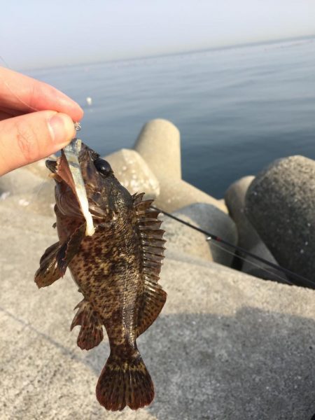 メバル・ガシラ