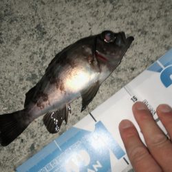 毎度メバリング