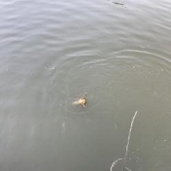 アジングロッドでカープ