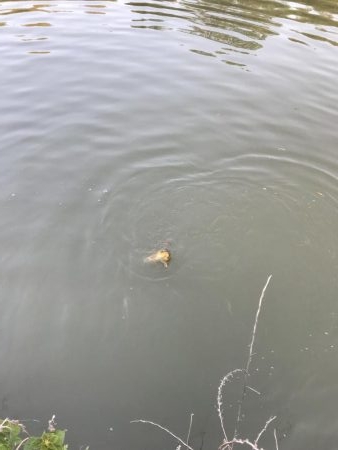 アジングロッドでカープ