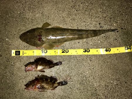 マゴチシーズン到来か？