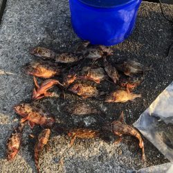 メバリングのち穴釣り