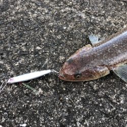 青物はまだ、、。