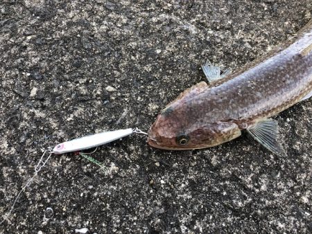 青物はまだ、、。