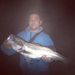 バチシーバス！