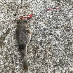 でかいエサ取り