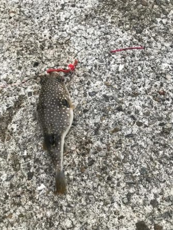 でかいエサ取り