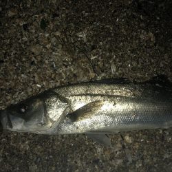 今シーズン初シーバス