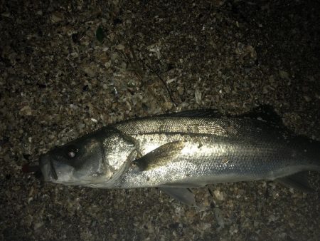 今シーズン初シーバス