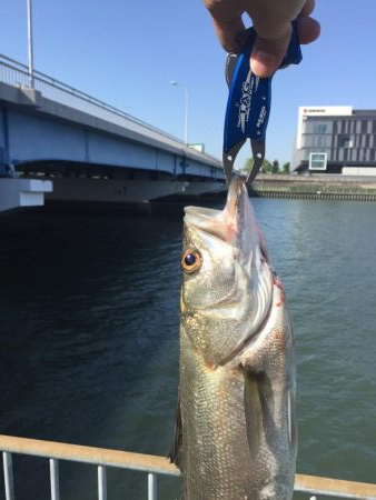 神崎川 デイシーバス