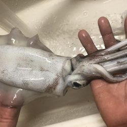 今年初のアオリー！