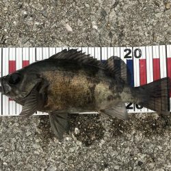 三連敗逃れた！メバリング！