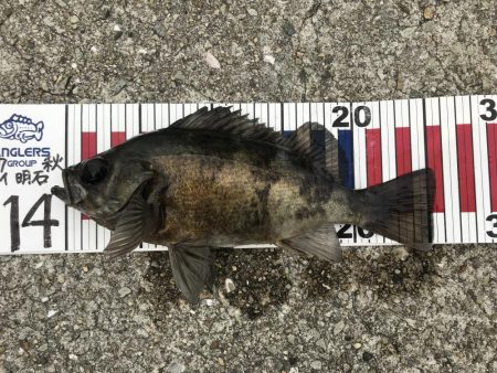 三連敗逃れた！メバリング！