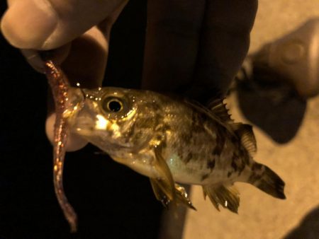 ロックフィッシュ狙いで