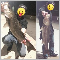 シーバス✧ ランカーサイズ手前 !!!