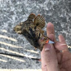 人工島で穴釣り