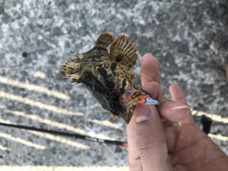 人工島で穴釣り