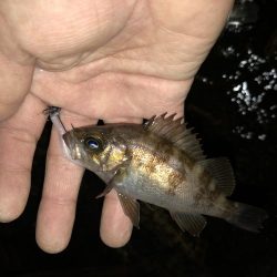 こりゃまた炉利やな。