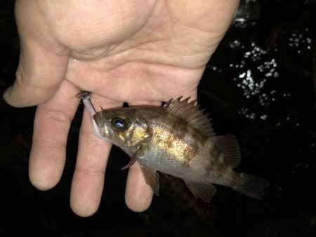 こりゃまた炉利やな。