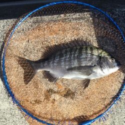 の〜んびりチヌ釣り