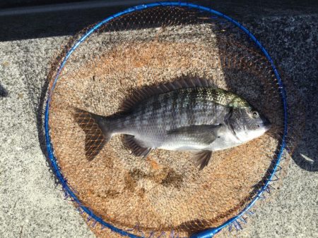 の〜んびりチヌ釣り
