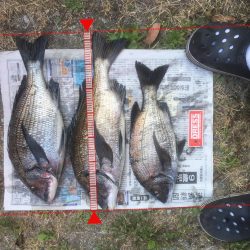 福村磯 中黒で乗っ込みチヌ