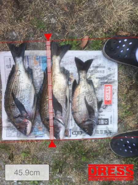 福村磯 中黒で乗っ込みチヌ