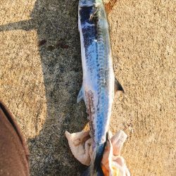 サゴシをもとめて北上