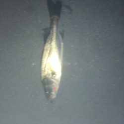 昭和ミリオン横の橋からチーバス