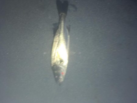 昭和ミリオン横の橋からチーバス