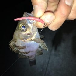 連日メバリング