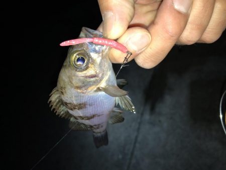 連日メバリング