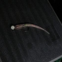 やっぱりジグ単