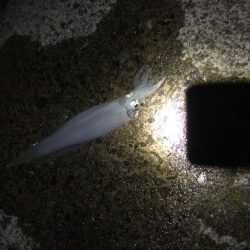 複数釣果&最高サイズ