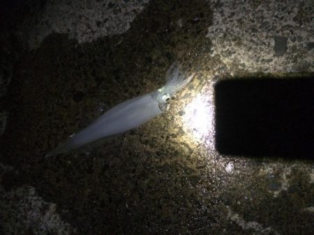 複数釣果&最高サイズ