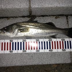 ニュータックル入魂