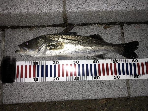 ニュータックル入魂