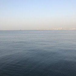 カタクチイワシの群れが大量