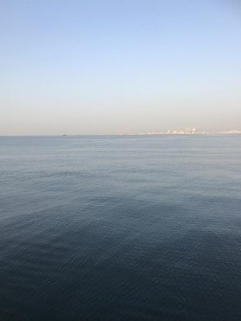 カタクチイワシの群れが大量