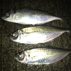 コウイカとアジ